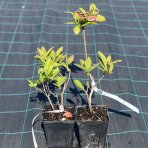 Azalka veľkokvetá (Azalea mollis) ´STRAWBERRY ICE´ - výška 30-40 cm, kont. C1L